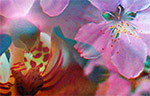Digital Collage (Double Flowers, detail)