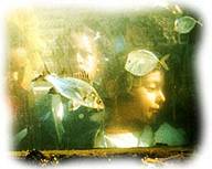 Children Looking in a Fish Tank