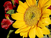 Sunflower #2